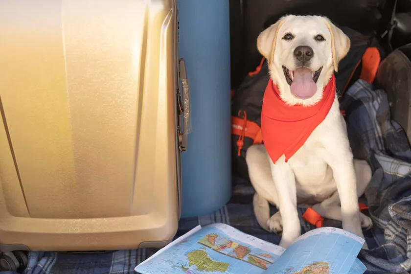 愛犬との旅行支援サービスやペット同伴旅行に役立つアイデア