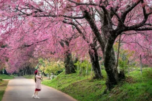 桜の春・夏祭り・紅葉の秋・雪景色の冬と四季を極める写真撮影術
