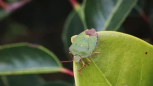 カメムシの大量発生を撃退！臭いも防ぎ秋を快適にする対策