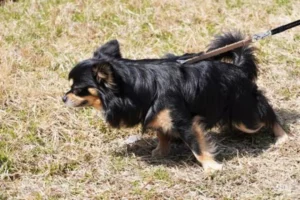 動物（特に猫・犬）に「嫌われる行動ランキング」TOP5と対処法