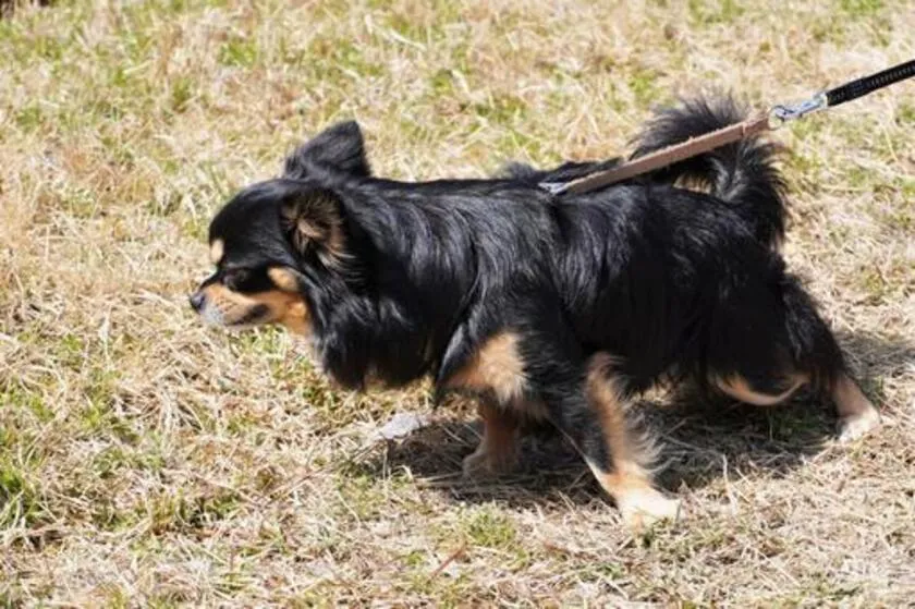 動物（特に猫・犬）に「嫌われる行動ランキング」TOP5と対処法