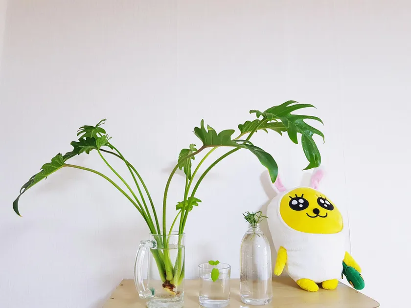 子育て世代・子供部屋に置きたい「知育効果もある植物」４選