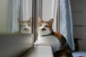 室内猫のストレス軽減「窓辺キャットウォークDIY」＋自動給餌器