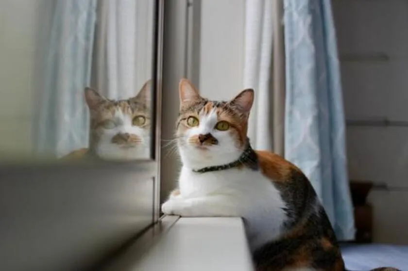 室内猫のストレス軽減「窓辺キャットウォークDIY」＋自動給餌器