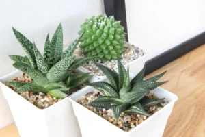 観葉植物で在宅勤務の生産性・集中力爆上げテクニック