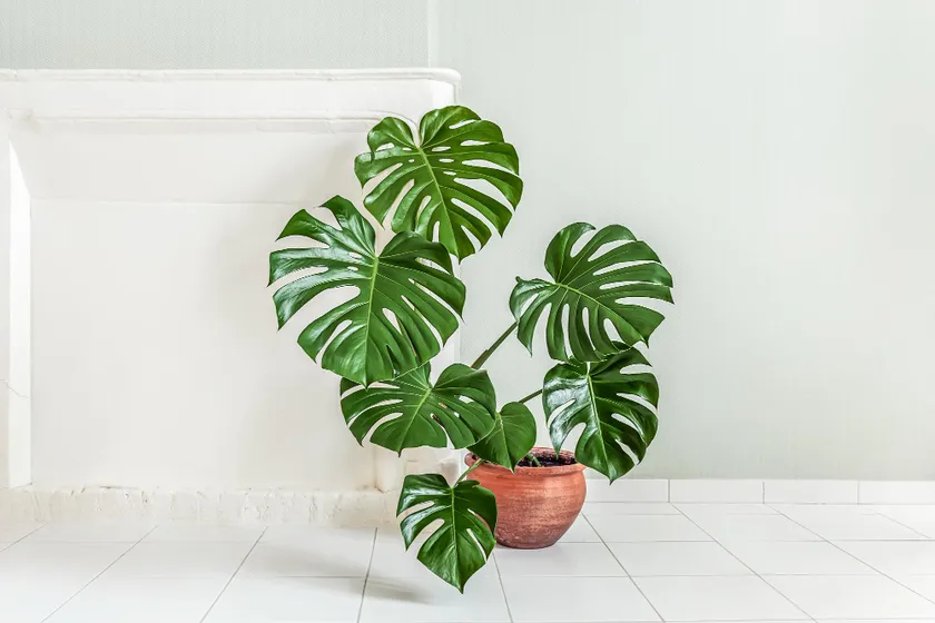 ミニマリストに合う「1鉢だけで満足できる観葉植物」５選