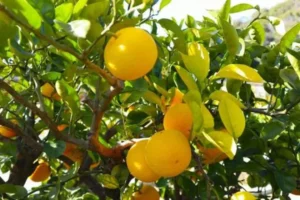 花粉症に効く飲料レシピとアレンジ術：症状を和らげるメカニズム