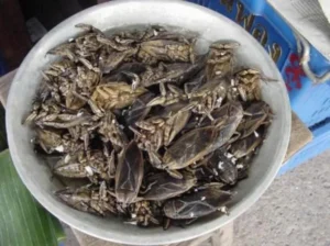 美味しいタガメの食べ方レシピ＆アレンジ：見た目克服・香ばしく